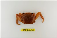 藏品(白紋方蟹)的圖片